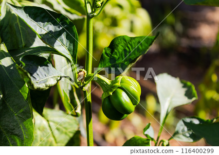 Green bell pepper hanging on tree in the plantation, can be eaten fresh or cooked. High quality photo Green bell pepper hanging on tree in the plantation, can be eaten fresh or cooked. High quality photo 116400299
