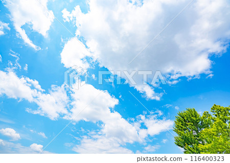 夏天的雲、陽光和樹木 116400323