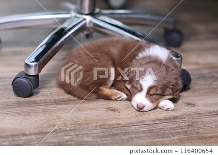 A brown and white dog is sleeping on a chair 116400654