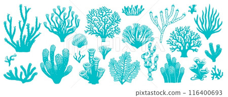 Sea coral reef and seaweed. Vector underwater plants. Aquarium, ocean and undersea algae water and marine life. isolated set of corals or sea weeds and wracks, laminaria, kelp grass biodiversity Sea coral reef and seaweed. Vector underwater plants. Aquarium, ocean and undersea algae water and marine life. isolated set of corals or sea weeds and wracks, laminaria, kelp grass biodiversity 116400693