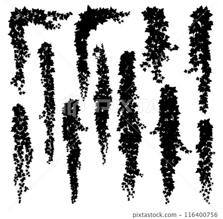 Vertical isolated ivy lianas silhouettes of vector frame border lines or corners. Black vines of creeper plants, hanging branches and leaves. Garden ivy plants or hedera tree lianas, floral decor set 116400756