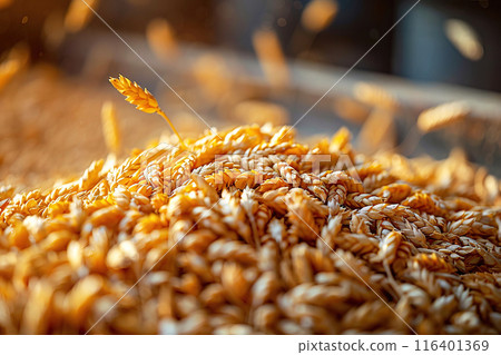 Wheat grains, close-up, scattered in heap in bag, blurred background. Organic food farm harvest. 116401369