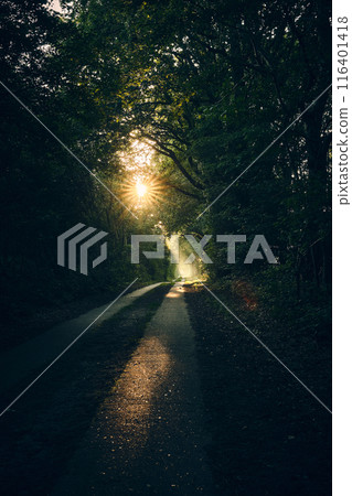 Sunstar and beams on forest path 116401418
