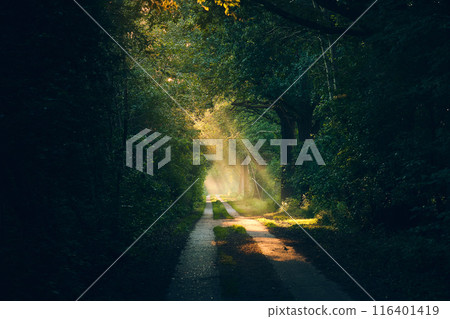 Sunbeams on path through forest Sunbeams on path through forest 116401419