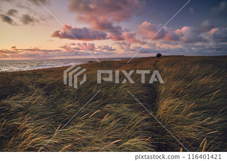 Beach grass at the coast of northern Denmark 116401421