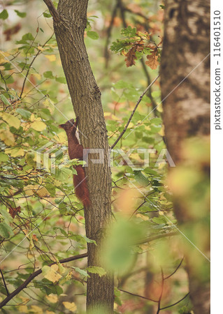 Red squirrel climbing up tree with acorn in mouth Red squirrel climbing up tree with acorn in mouth 116401510