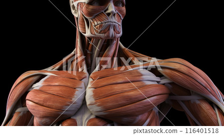 Anatomical structure of muscular system of human body, dark background. AI generated. 116401518