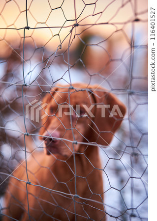 Dog behind wire fence Dog behind wire fence 116401527