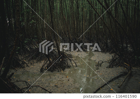 Deep mangrove forest of Mu Ko Chumphon National Park, Thailand 116401590