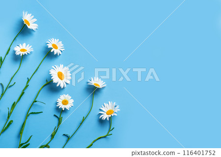 Daisy flowers, chamomile flowers on blue background Daisy flowers, chamomile flowers on blue background 116401752