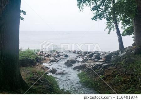 forest river flows into the sea in a foggy day in the summer. forest river flows into the sea in a foggy day in the summer. 116401974