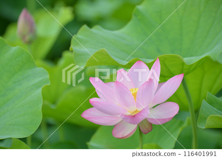 藤原京遺址的蓮花 116401991