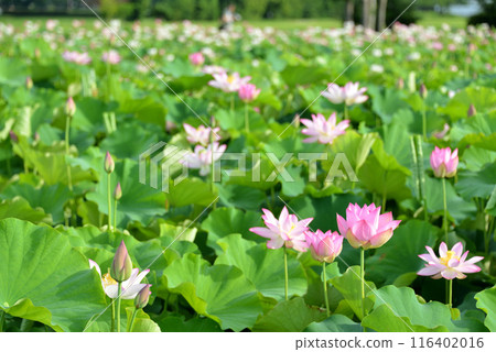 藤原宮遺址蓮花 116402016