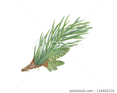 Fresh green spruce branch with small close cones. Fir or pine plant with needles. Botanical watercolor illustration isolated on white background. Forest elements for Xmas celebration, winter decor 116402219