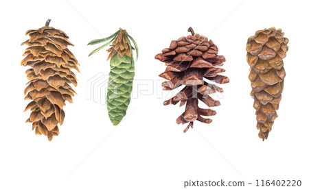Conifer Pine Cone set. Cones in different shapes and textures. Themes of botany, conifers, ecology, environment, forests, wildlife, and natural beauty. Watercolor illustration isolated on white. Conifer Pine Cone set. Cones in different shapes and textures. Themes of botany, conifers, ecology, environment, forests, wildlife, and natural beauty. Watercolor illustration isolated on white. 116402220