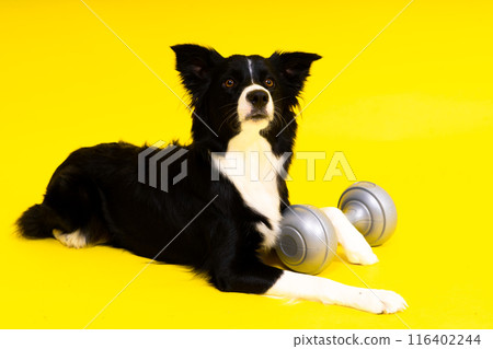 A border collie dog with dumbbell in front of yellow background A border collie dog with dumbbell in front of yellow background 116402244