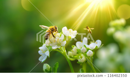 Bees Pollinating Flowers in Sunshine Bees Pollinating Flowers in Sunshine 116402350