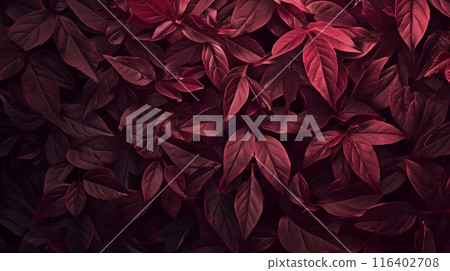 Maroon leaves on red background Maroon leaves on red background 116402708