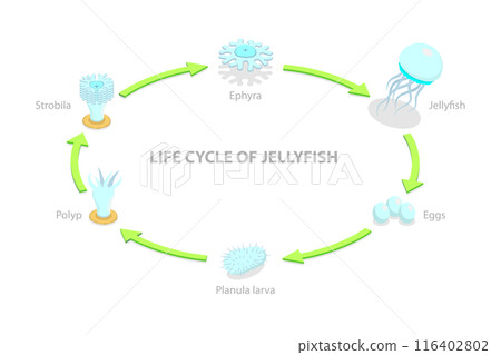 3D Isometric Flat  Illustration of Life Cycle Of Jellyfish, Developmental Stages 116402802