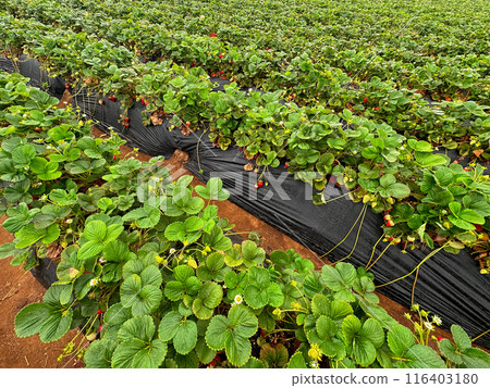 Strawberry picking in strawberry field on fruit farm. Strawberry picking in strawberry field on fruit farm. 116403180