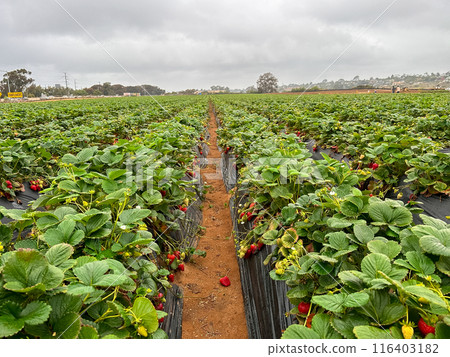 Strawberry picking in strawberry field on fruit farm.  116403182