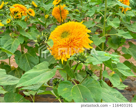 Blooming sunflower farm field, big bright yellow sunflower, agriculture concept harvest 116403191