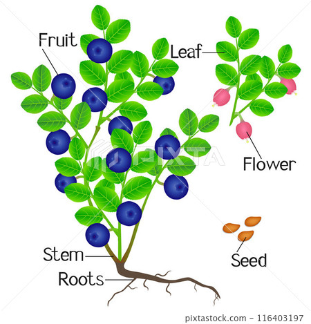 An illustration showing parts of a blueberry plant. 116403197