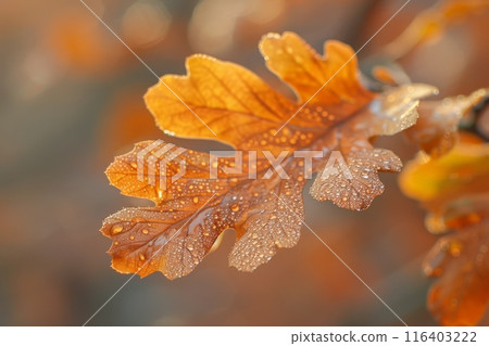 Dew-Covered Autumn Leaf in Morning Light 116403222
