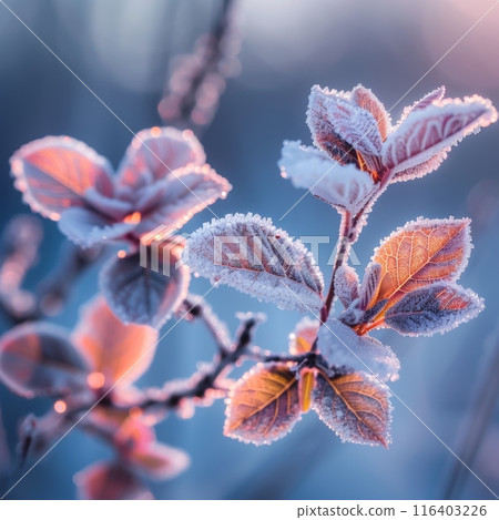 Frosty Leaves Glowing in Winter Sunlight 116403226
