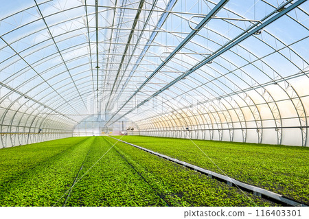 A huge, new industrial modern greenhouse where various plants, green and tree seedlings are grown A huge, new industrial modern greenhouse where various plants, green and tree seedlings are grown 116403301