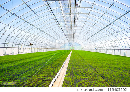 A huge, new industrial modern greenhouse where various plants, green and tree seedlings are grown A huge, new industrial modern greenhouse where various plants, green and tree seedlings are grown 116403302