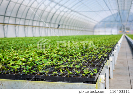 A huge, new industrial modern greenhouse where various plants, green and tree seedlings are grown 116403311