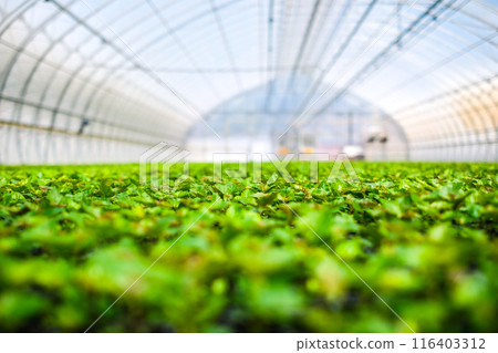 A huge, new industrial modern greenhouse where various plants, green and tree seedlings are grown 116403312