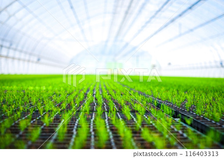 A huge, new industrial modern greenhouse where various plants, green and tree seedlings are grown A huge, new industrial modern greenhouse where various plants, green and tree seedlings are grown 116403313