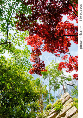 城堡廢墟上空的紅葉 116403390
