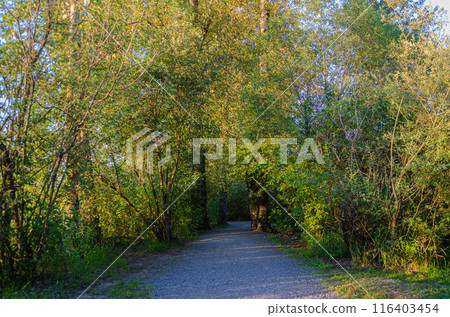 Matsqui Trail along the Fraser River bank near Mission Bridge, Fraser Valley, BC, Canada 116403454