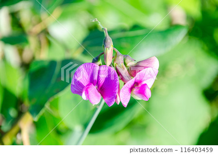 Wild flowers of Fraser Valley found at Chilliwack, BC, Canada 116403459