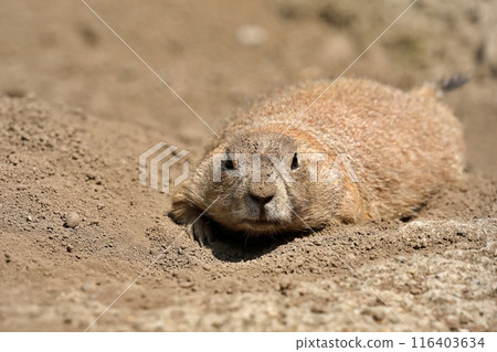 A prairie dog lying on the ground looking at the camera A prairie dog lying on the ground looking at the camera 116403634