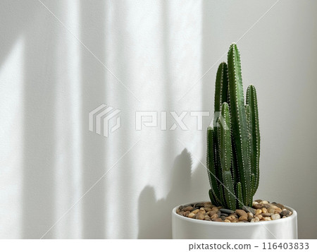 Cactus in a flower pot in front of white wall with sunlight in the bedroom minimal style Cactus in a flower pot in front of white wall with sunlight in the bedroom minimal style 116403833