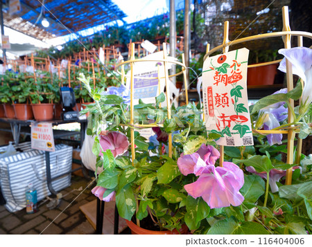 Iriya Morning Glory City Tokyo Iriya Morning Glory City Tokyo 116404006