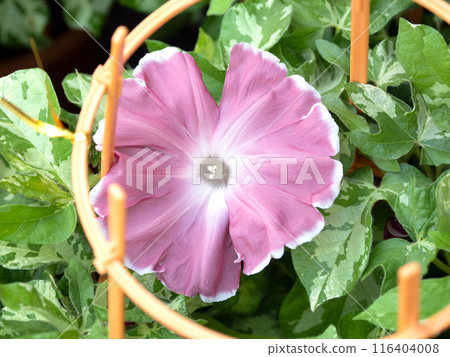 入谷 朝顏市 東京都 入谷 朝顏市 東京都 116404008