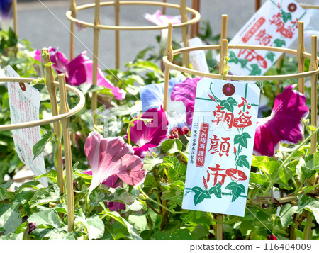 入谷 朝顏市 東京都 入谷 朝顏市 東京都 116404009