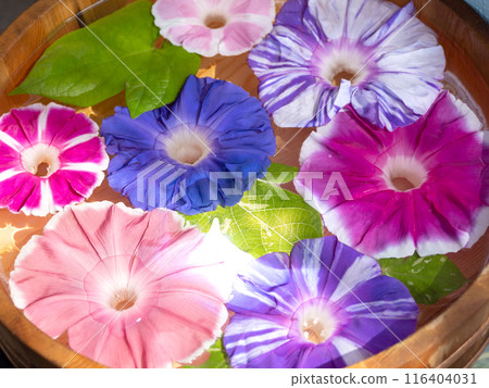 Iriya Morning Glory City Tokyo Iriya Morning Glory City Tokyo 116404031