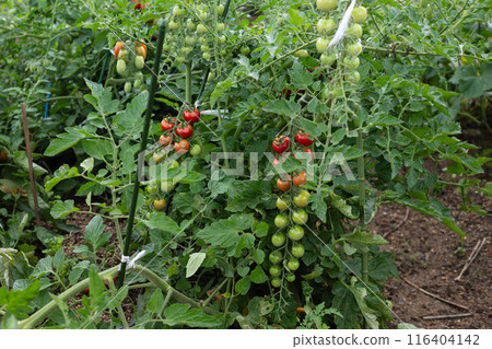 Tomatoes growing in a residential area in Okayama Prefecture, Japan 116404142