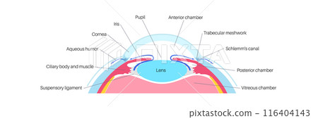 Fluids in the eye Fluids in the eye 116404143