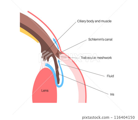 Fluids in the eye 116404150