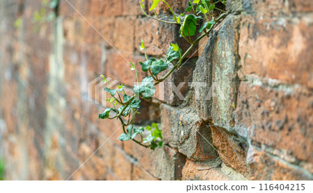 Ivy brick wall texture background. Old brick blocks wall and green creeper, ancient bricks fence, retro stonewall 116404215