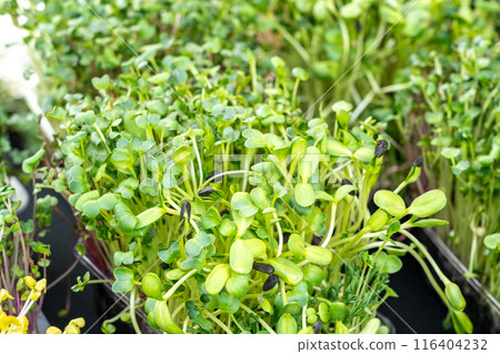 Fresh microgreens, sprouts mix in containers with vibrant green and yellow leaves. Micro greens for salads 116404232