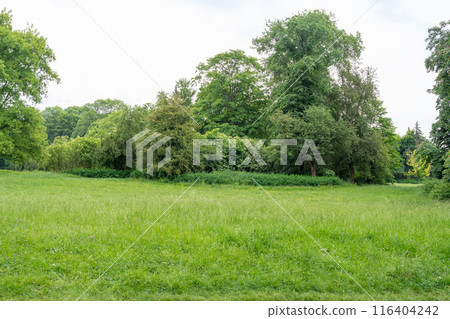 Spring Meadow Texture Background, Green Spring Landscape with Copy Space, Idyllic Meadow Banner 116404242