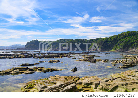 (Shizuoka Prefecture) Senjojiki on Ebisu Island, Shimoda, Izu 116404258